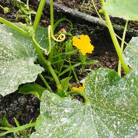 за гости димитрови Pensión 3*