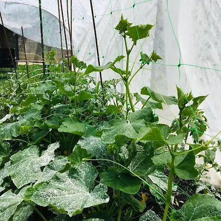 Pensión за гости димитрови