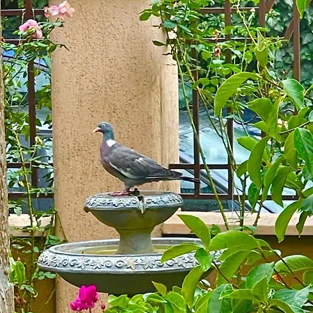 Pensión за гости димитрови