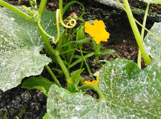 за гости димитрови Къща за гости 3*