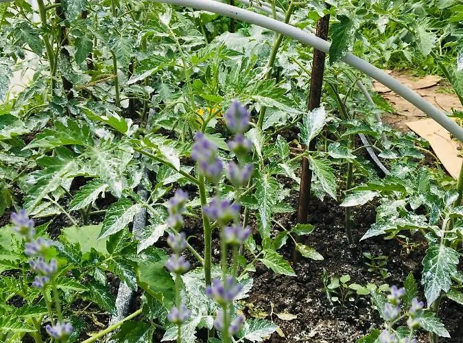 за гости димитрови 3*