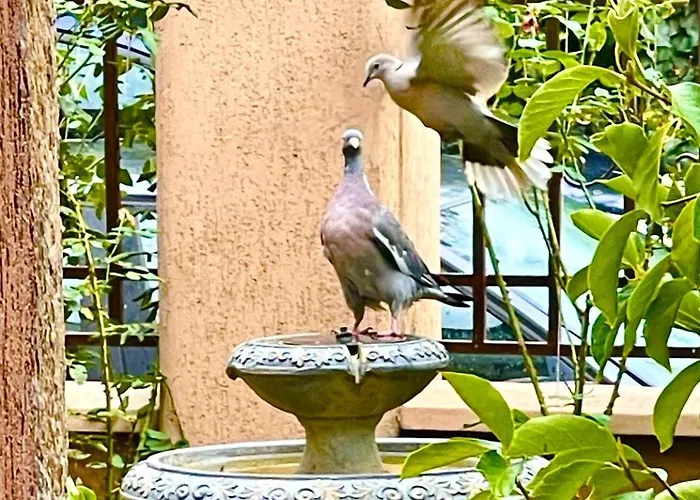 Къща за гости за гости димитрови Бургас