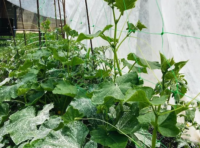 Casa de hóspedes за гости димитрови